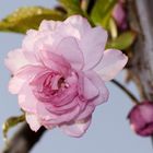 Blütentraum in rosé