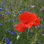 Blütentraum in Rot und Blau