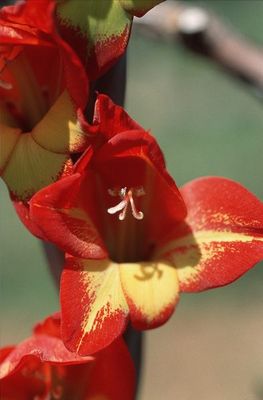 Blütentraum in rot/gelb