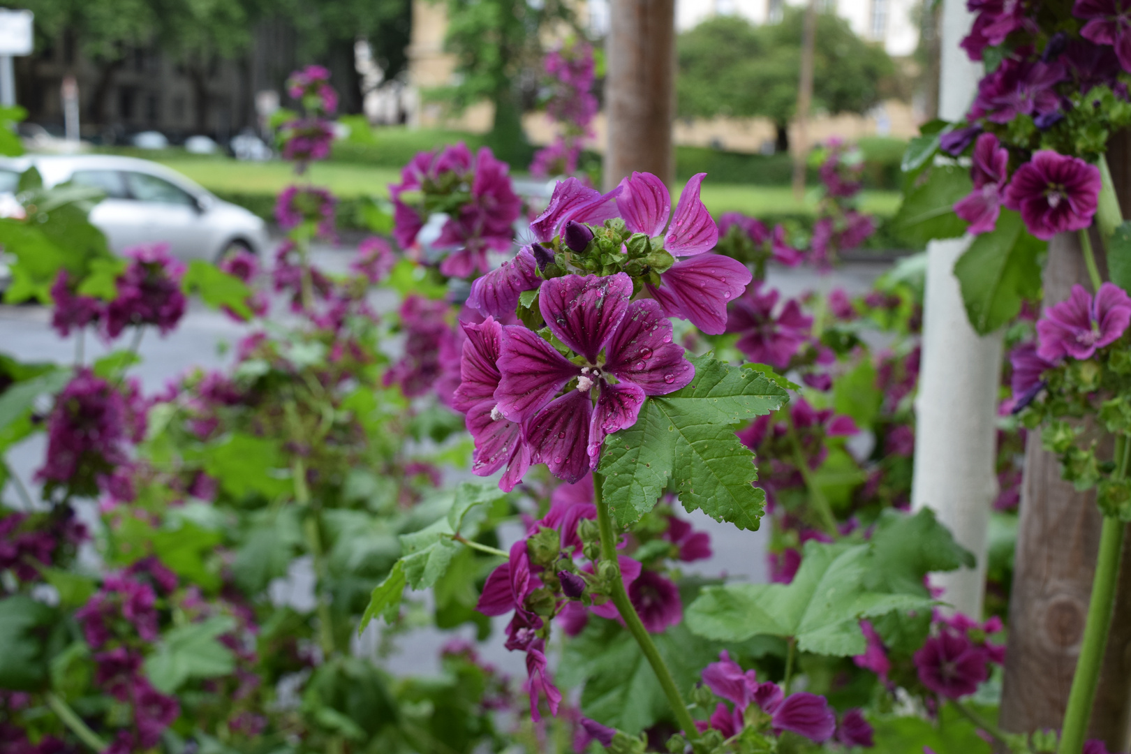 Blütentraum in Violett