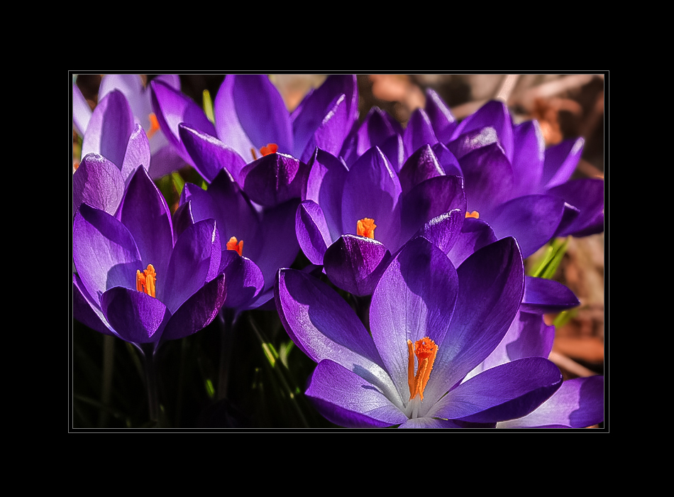 Blütentraum in Violett