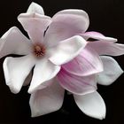 Blütentraum Magnolie