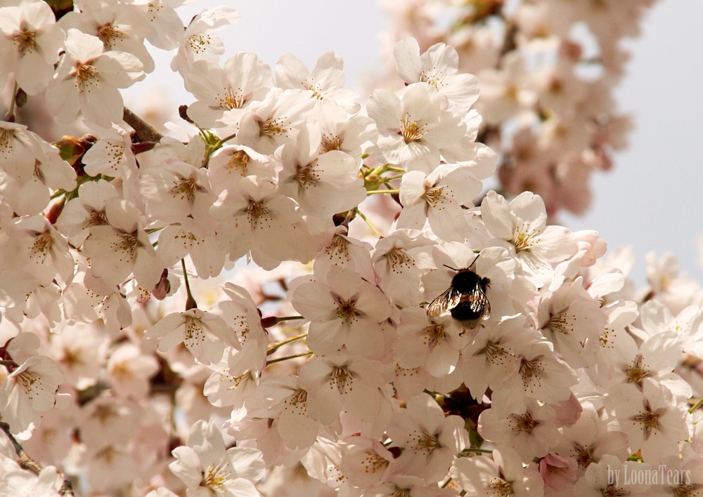 Blütentraum mit Hummel