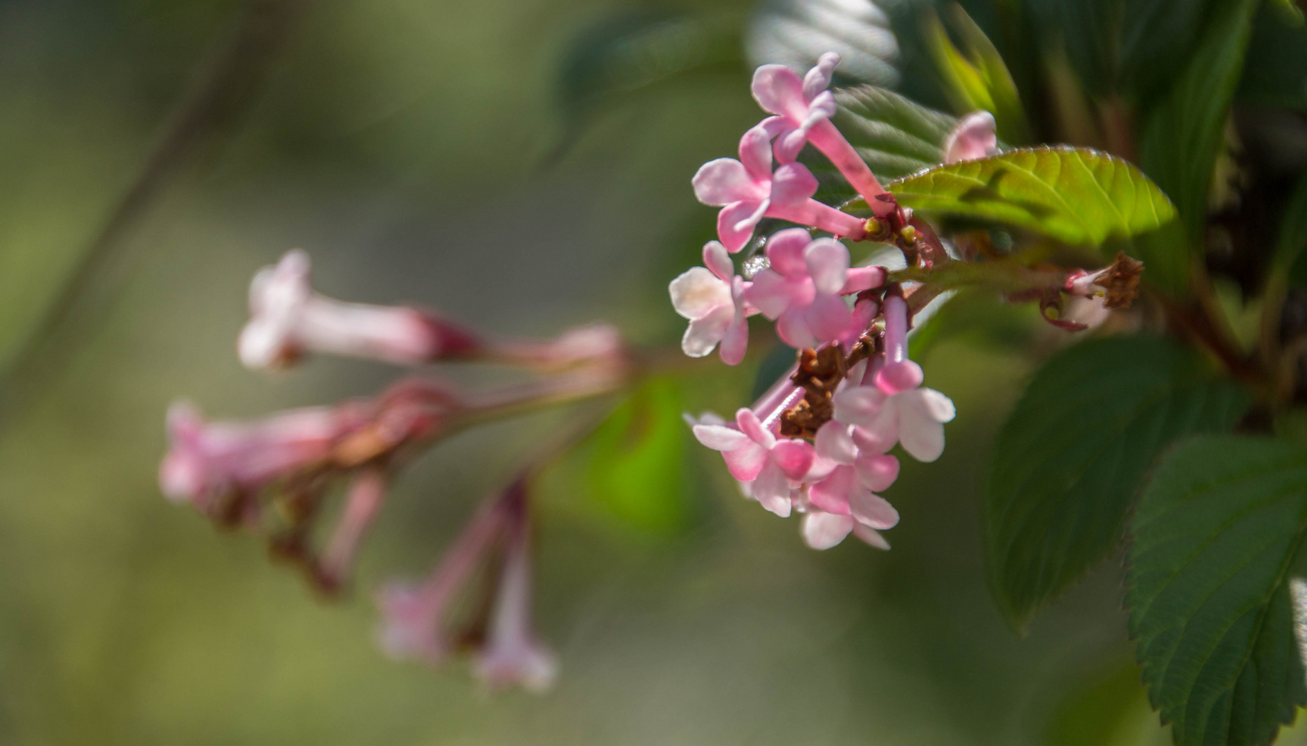 Blütentraum Traumblüte 3