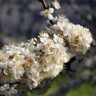 Blütentraum vor dem nächsten Schnee, der angedroht ist