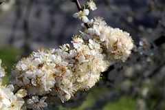 Blütentraum vor dem nächsten Schnee, der angedroht ist