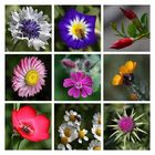 Blütenvielfalt