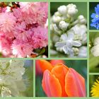 Blütenvielfalt