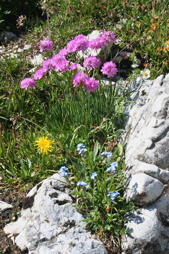 Blütenvielfalt am Weg (Img_8237_ji)