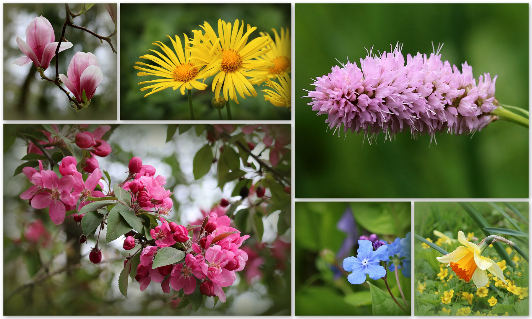 Blütenvielfalt... (II)