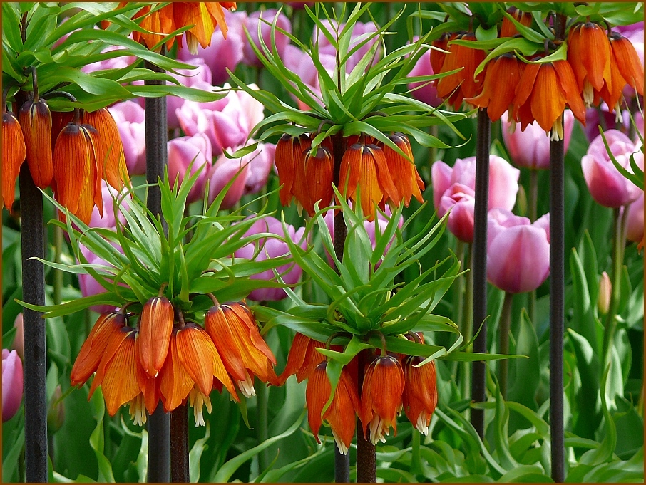 Blütenvielfalt im Keukenhof