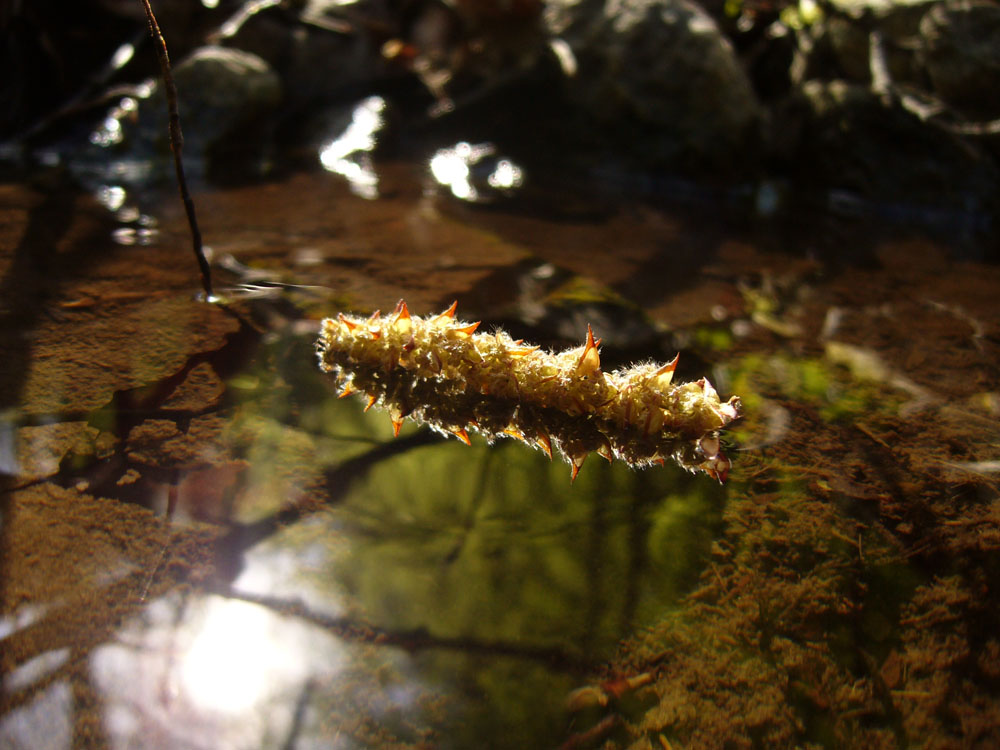 Blütenwasser