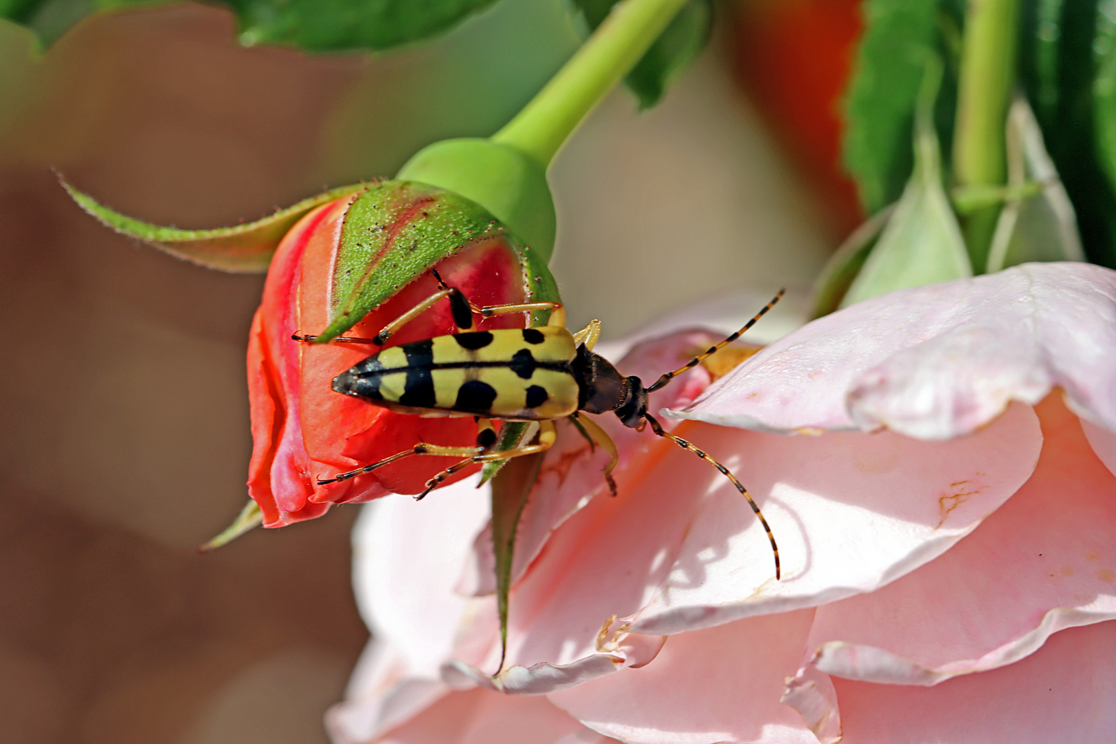 Blütenwechsel in der Rose