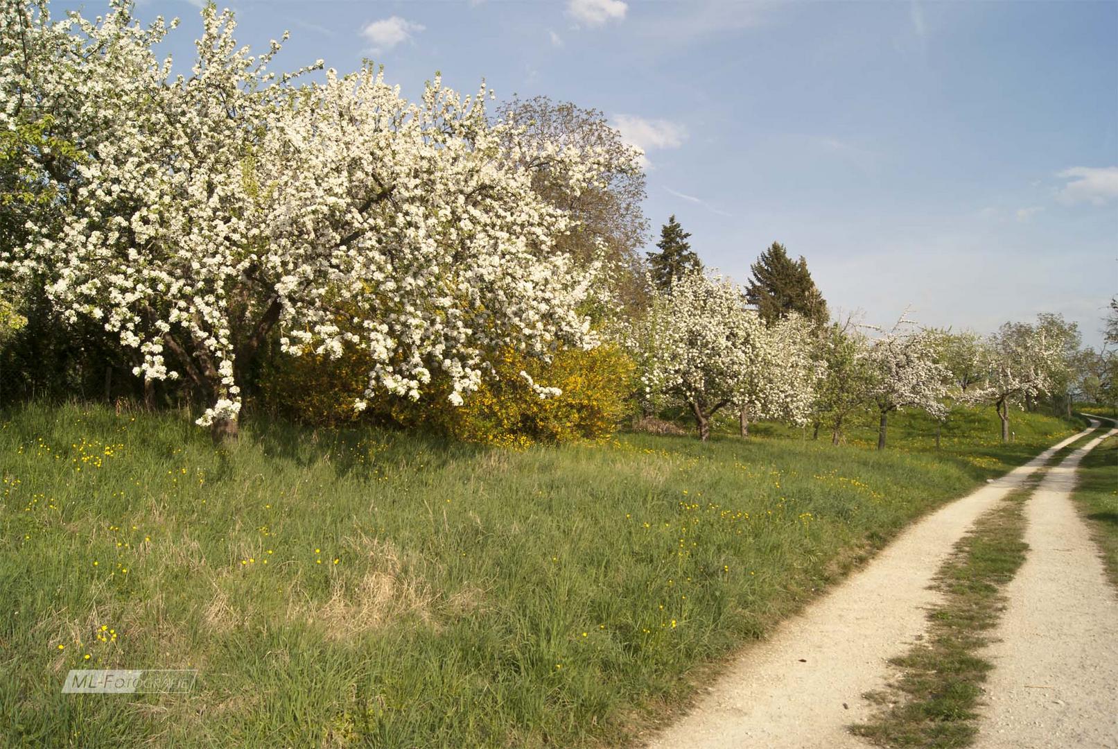 Blütenweg-3-2018