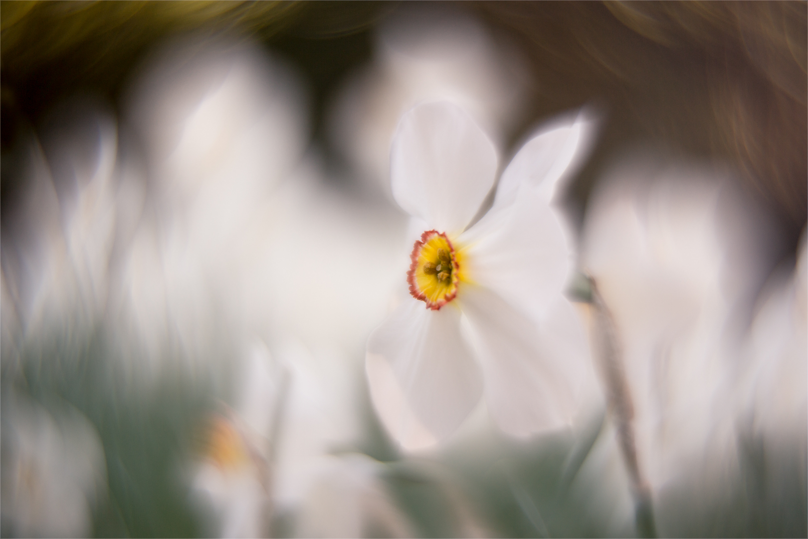 Blüten.Weiss