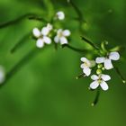 Blütenweiss im grünen Ambiente