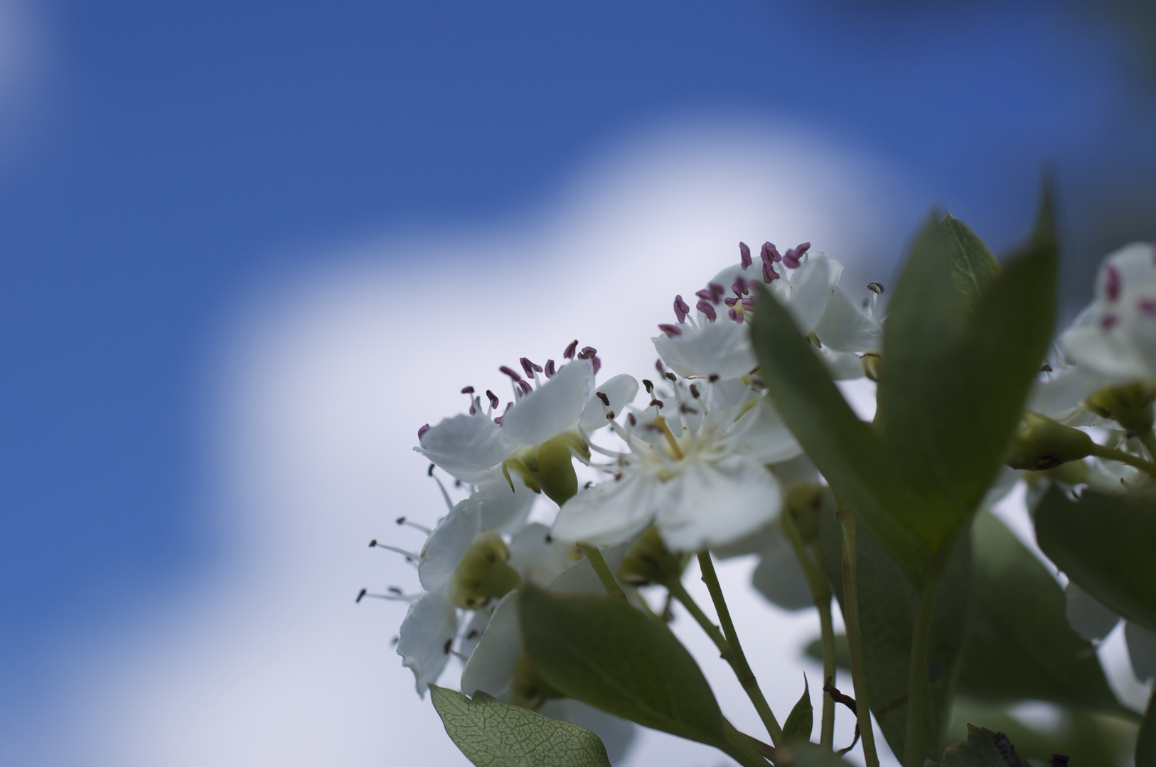 Blütenweiß vor bayerischen Himmel