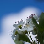 Blütenweiß vor bayerischen Himmel