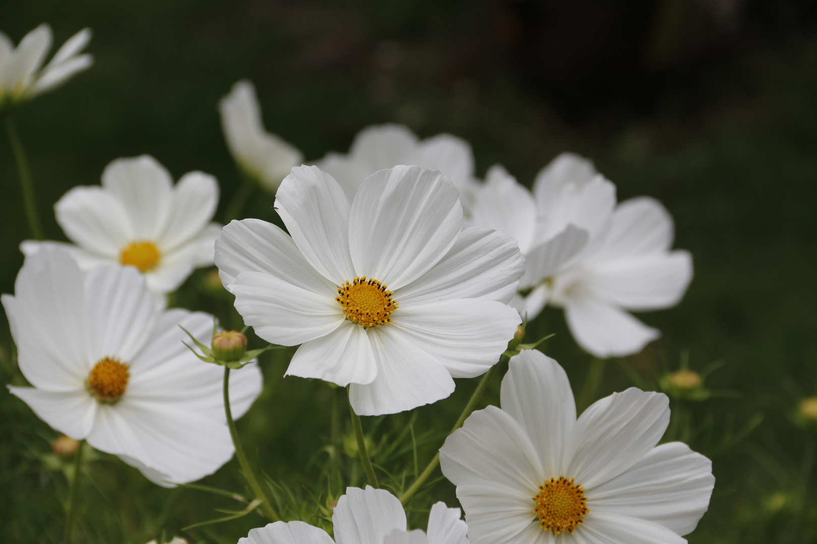 Blütenweiß - Weiße Blüte