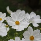 Blütenweiß - Weiße Blüte