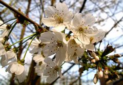 Blütenweiße Natur im April.