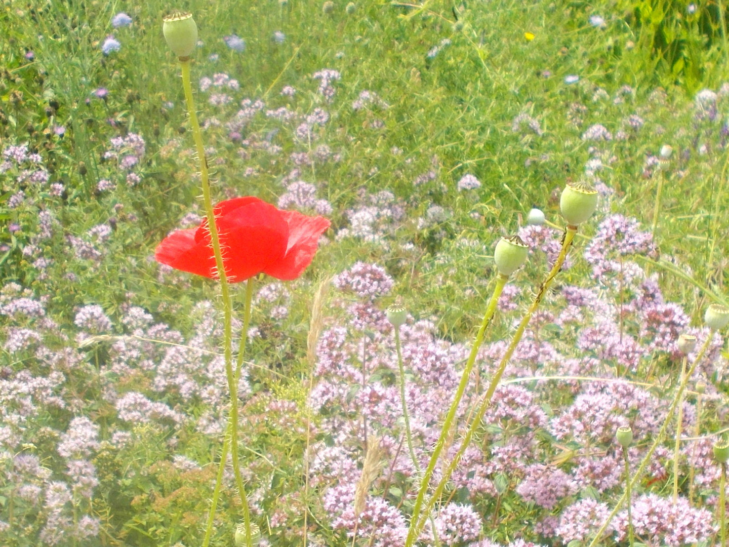 Blütenwiesen in der Stadt