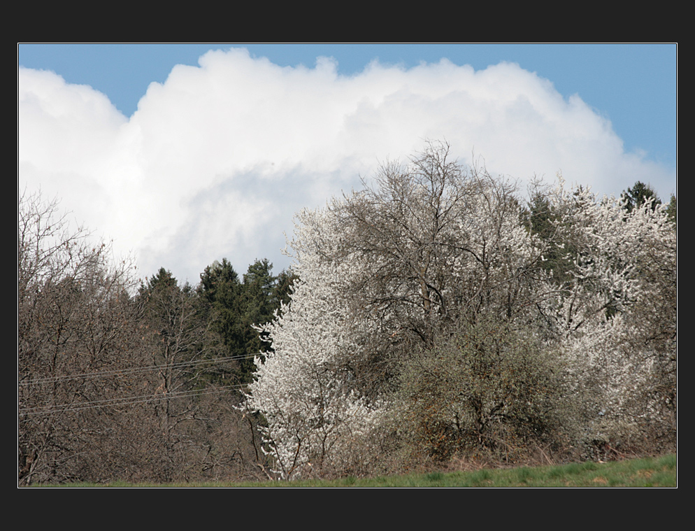 blüten,wolken, on lines