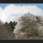 blüten,wolken, on lines