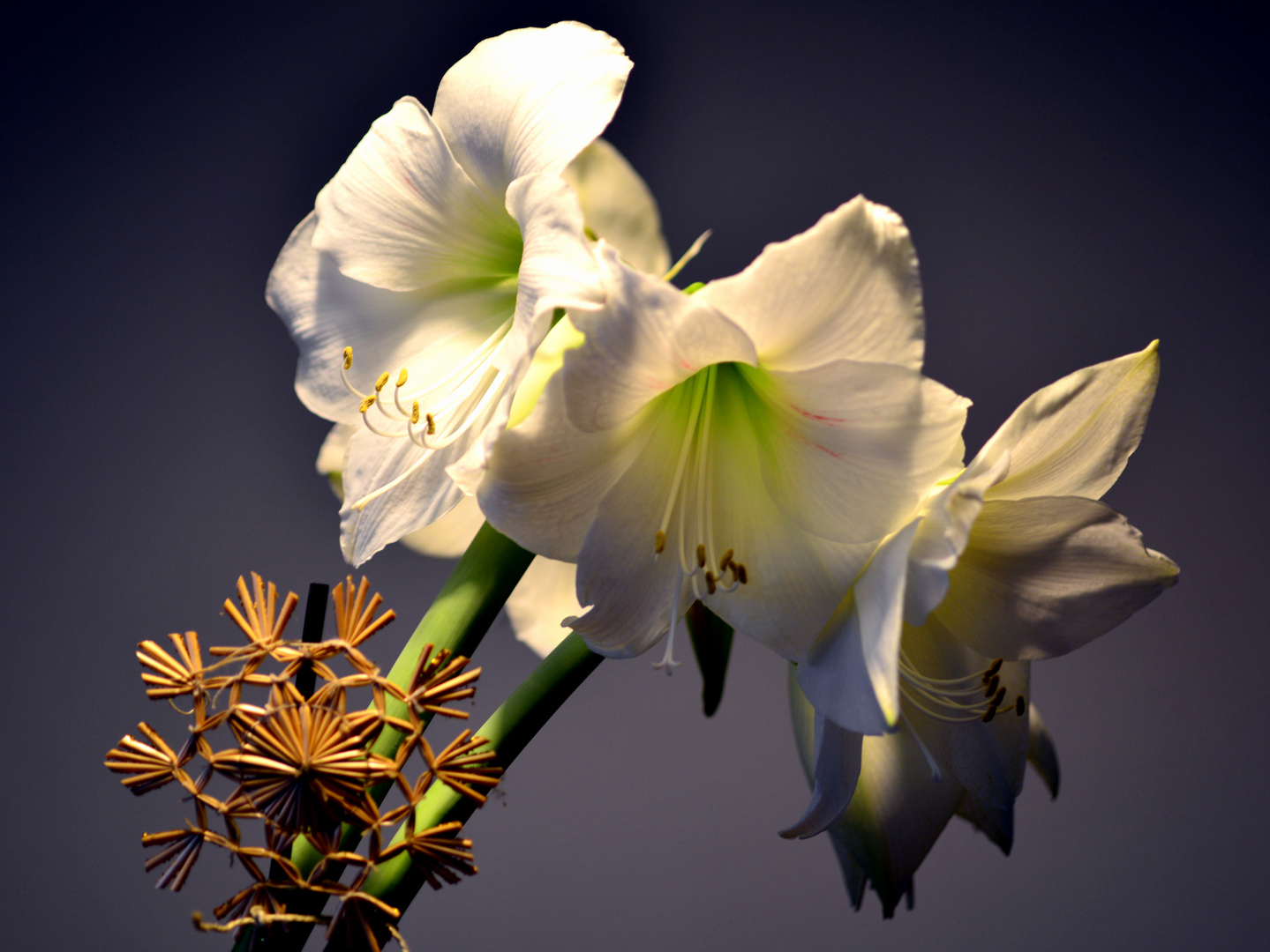 Blütenwunder Amaryllis in Weiß