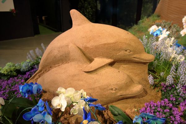 Blütenwunder Dresden in Oskarshausen