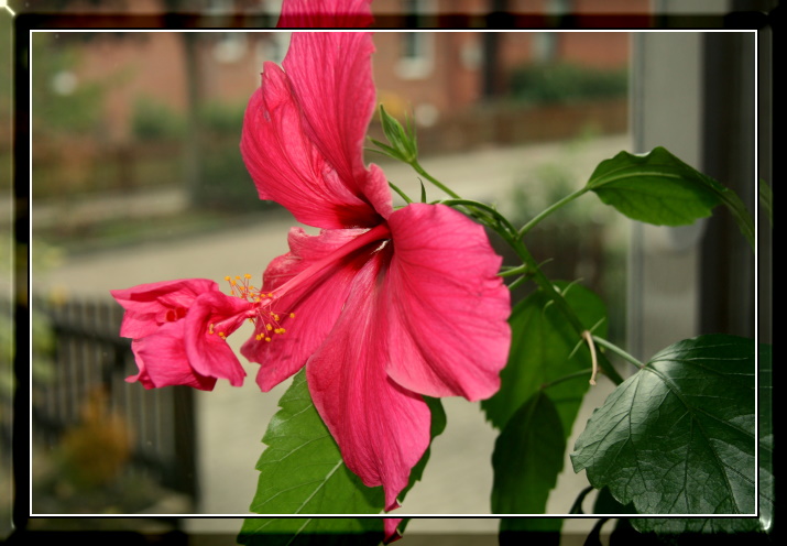 Blütenwunder Hibiskus