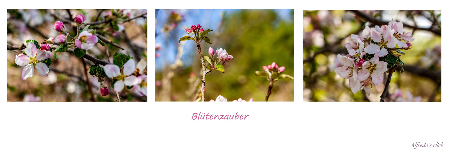 Blütenzauber