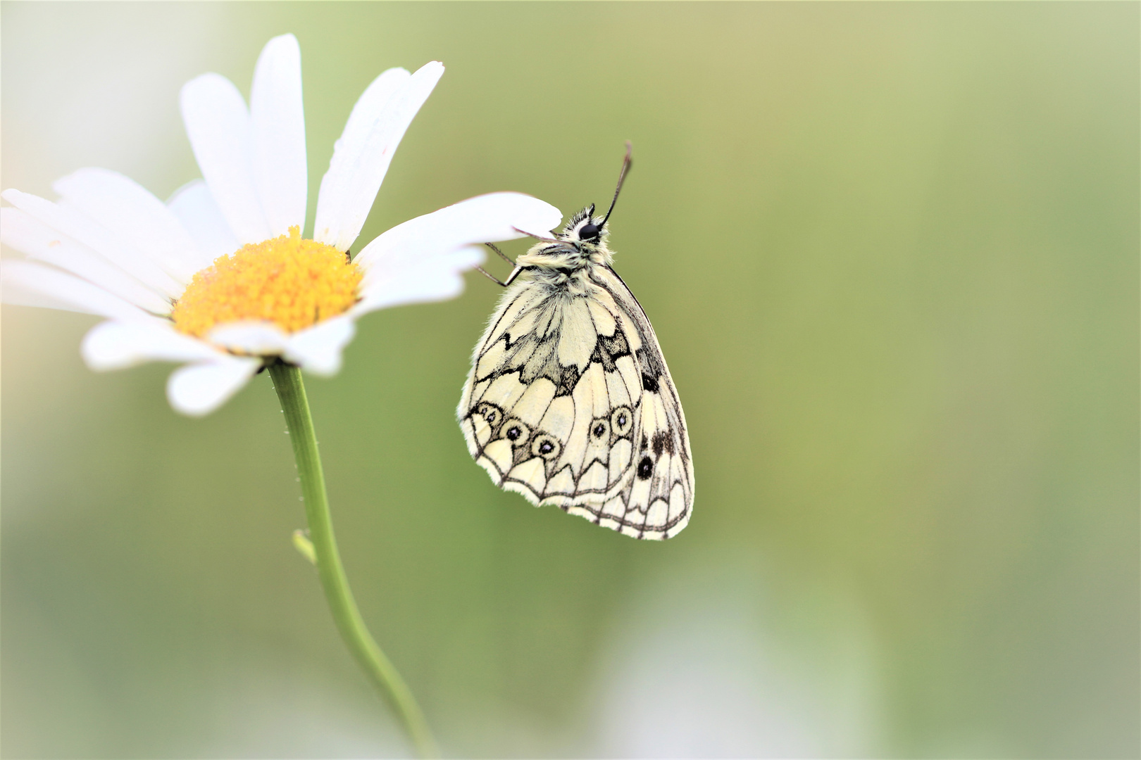 Blütenzauber