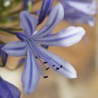 Blütenzauber Agapanthus