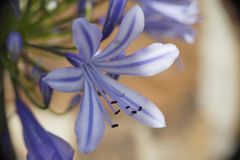 Blütenzauber Agapanthus