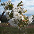 Blütenzauber am Bodensee