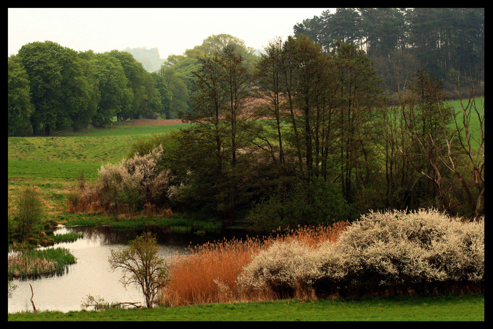 Blütenzauber am Teich