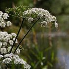 Blütenzauber am Uferrand