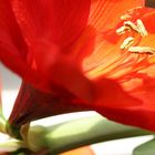 Blütenzauber Amaryllis
