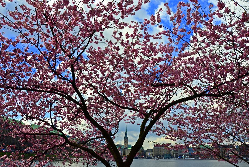 Blütenzauber an der Alster in Hamburg