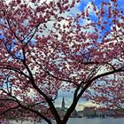 Blütenzauber an der Alster in Hamburg