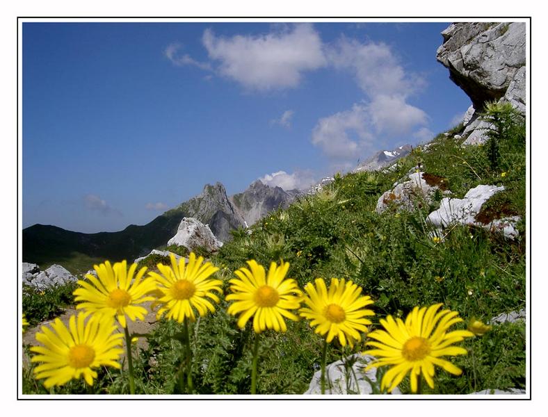 Blütenzauber auf 2200 Meter Seehöhe