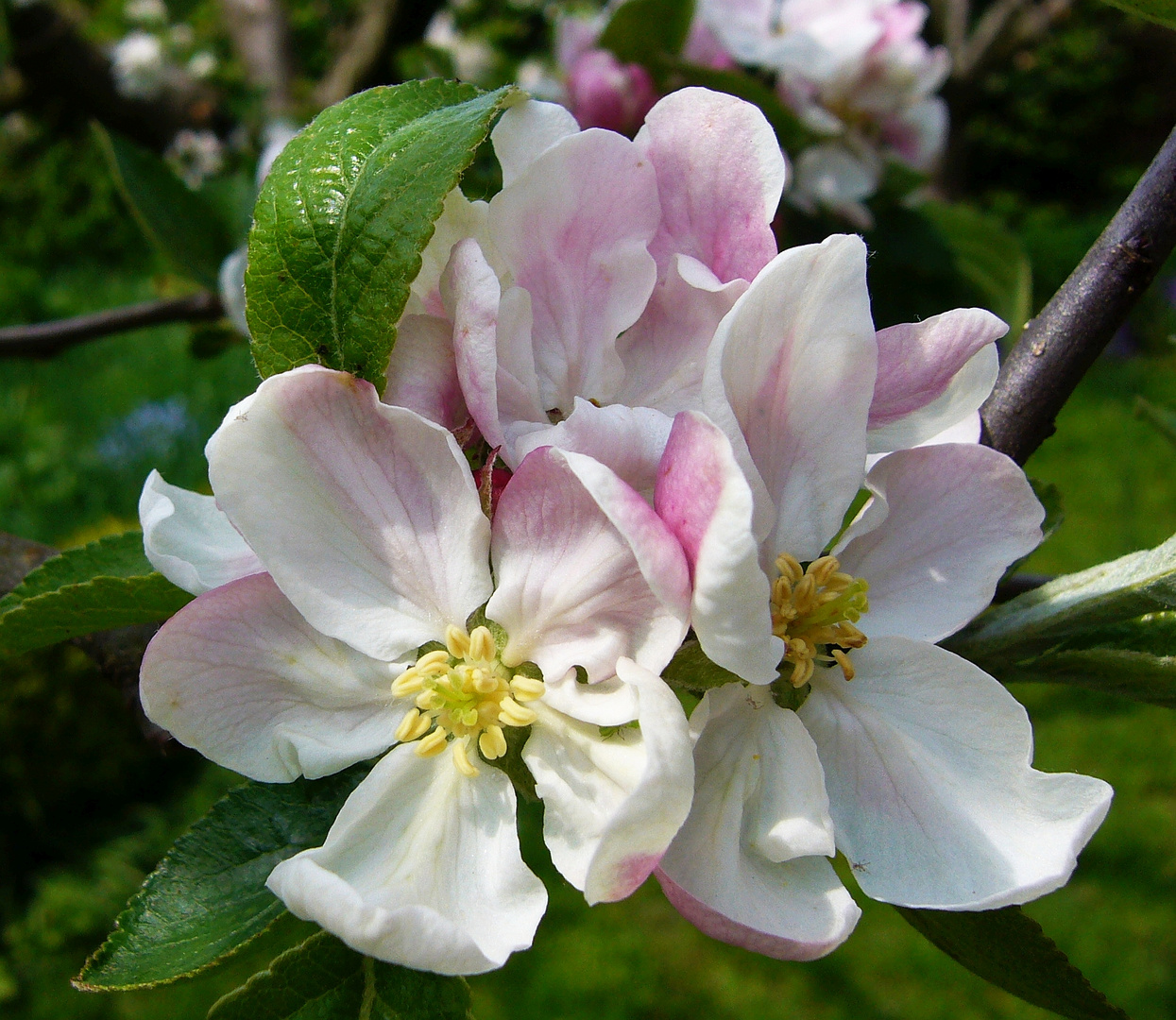 Blütenzauber auf dem Apfelbaum