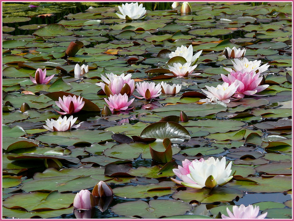 Blütenzauber auf dem Wasser