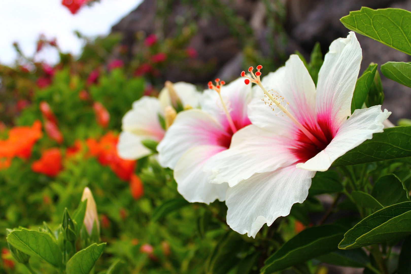 Blütenzauber auf Fuerteventura