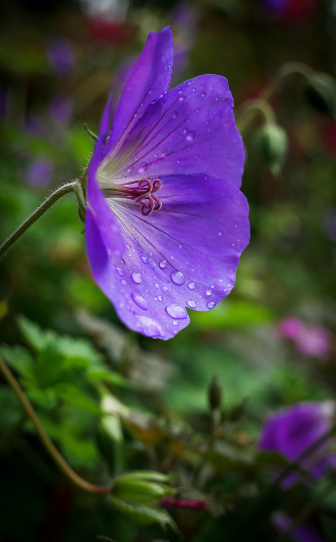 Blütenzauber bei regen 