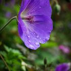 Blütenzauber bei regen 