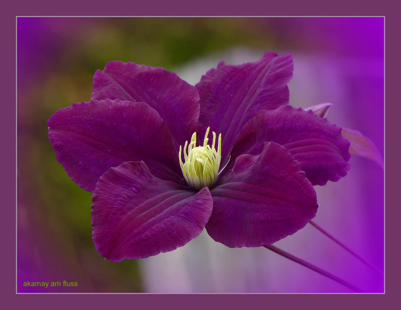 Blütenzauber - Clematis (1)