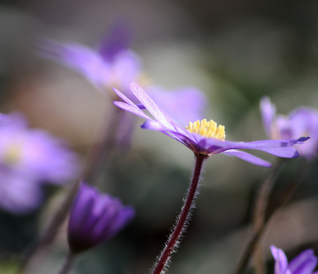 BLÜTEN.ZAUBER