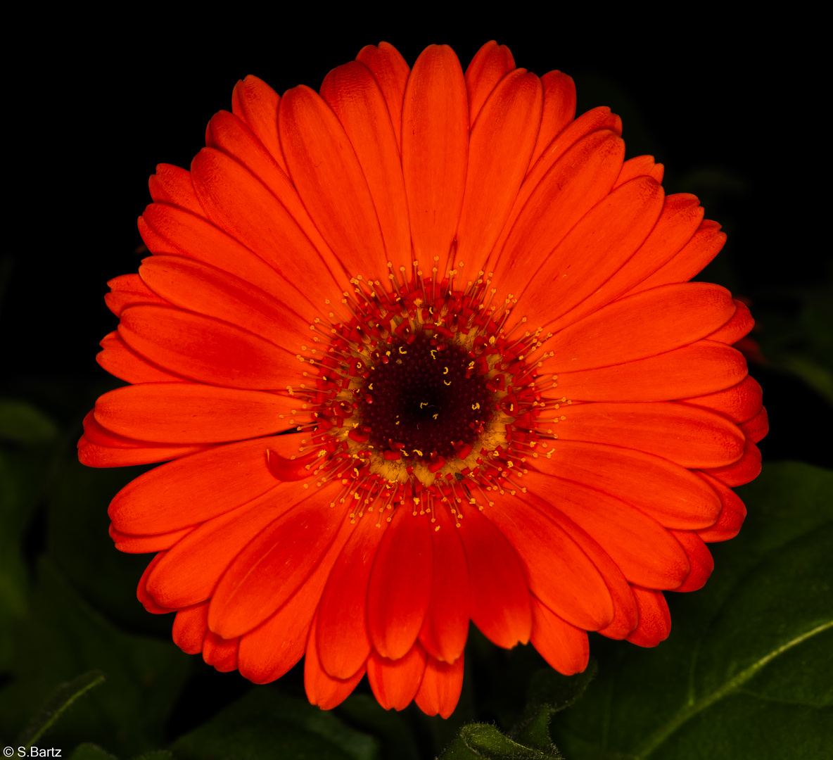 Blütenzauber - Gerbera (1)